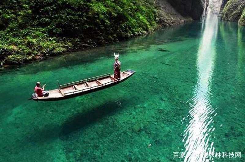 屏山土特产探秘:舌尖上的美味之旅