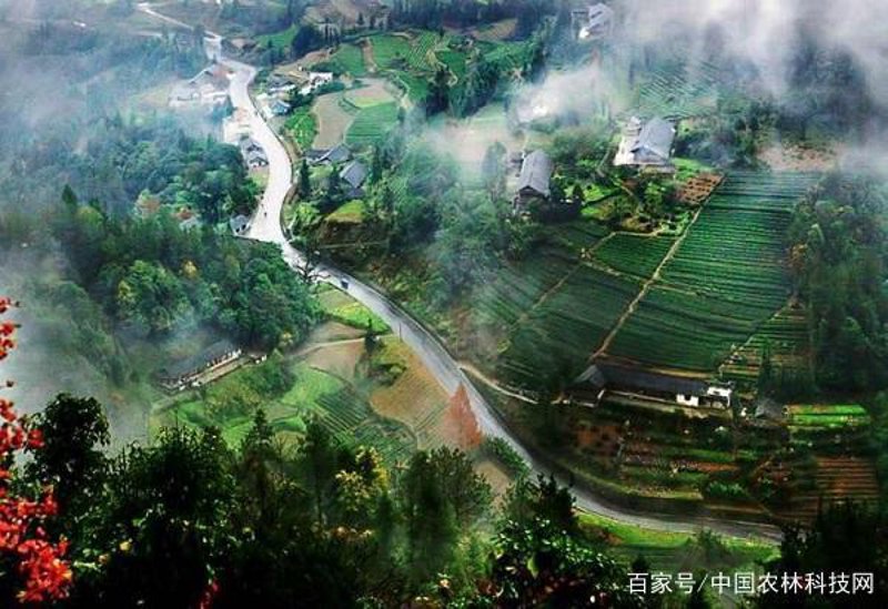 探索屏山美食新天地